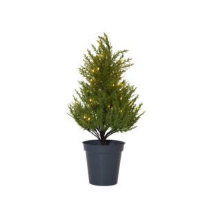 Tree Thuja